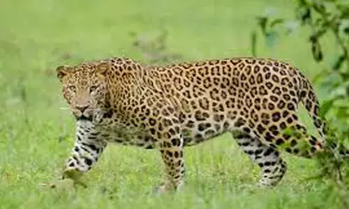 leopard, entered, kadiam nursery,  east godavari district, today leopard has entered the kadiam nursery in east godavari district,  leopard was spotted through the cctv cameras in AP today