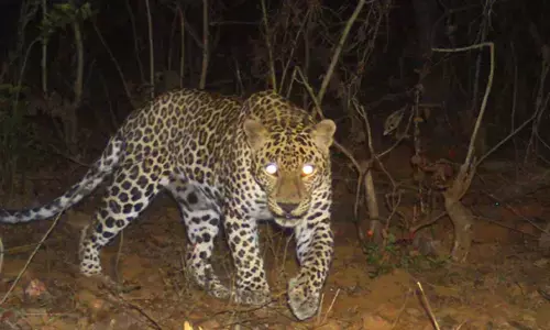 Andhra Pradesh : మహానంది క్షేత్రం వద్ద చిరుతపులి కలకలం