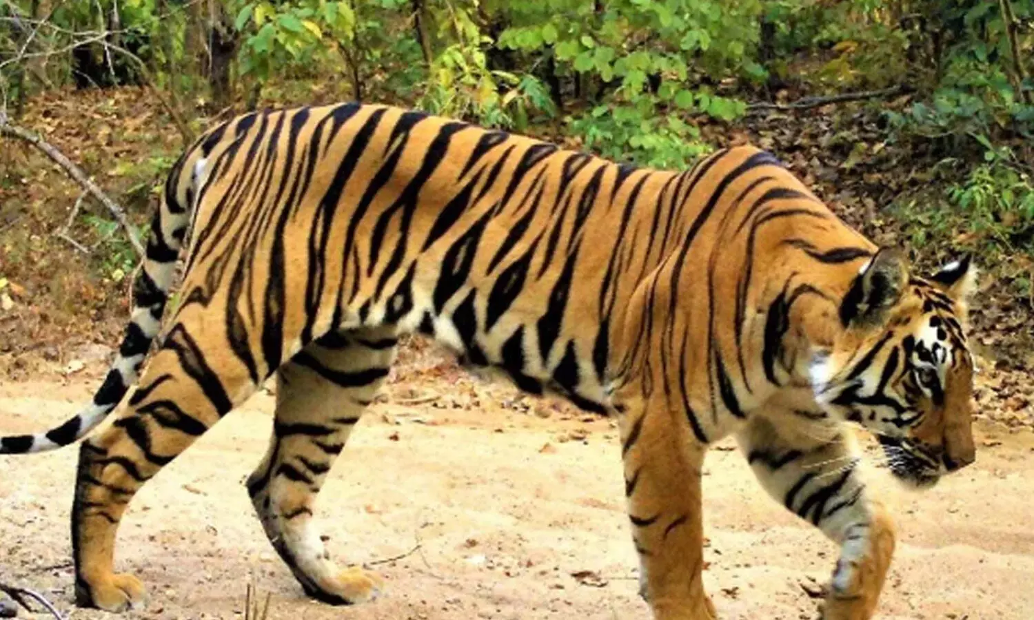 tiger,  movement, alert,  telangana-maharashtra border