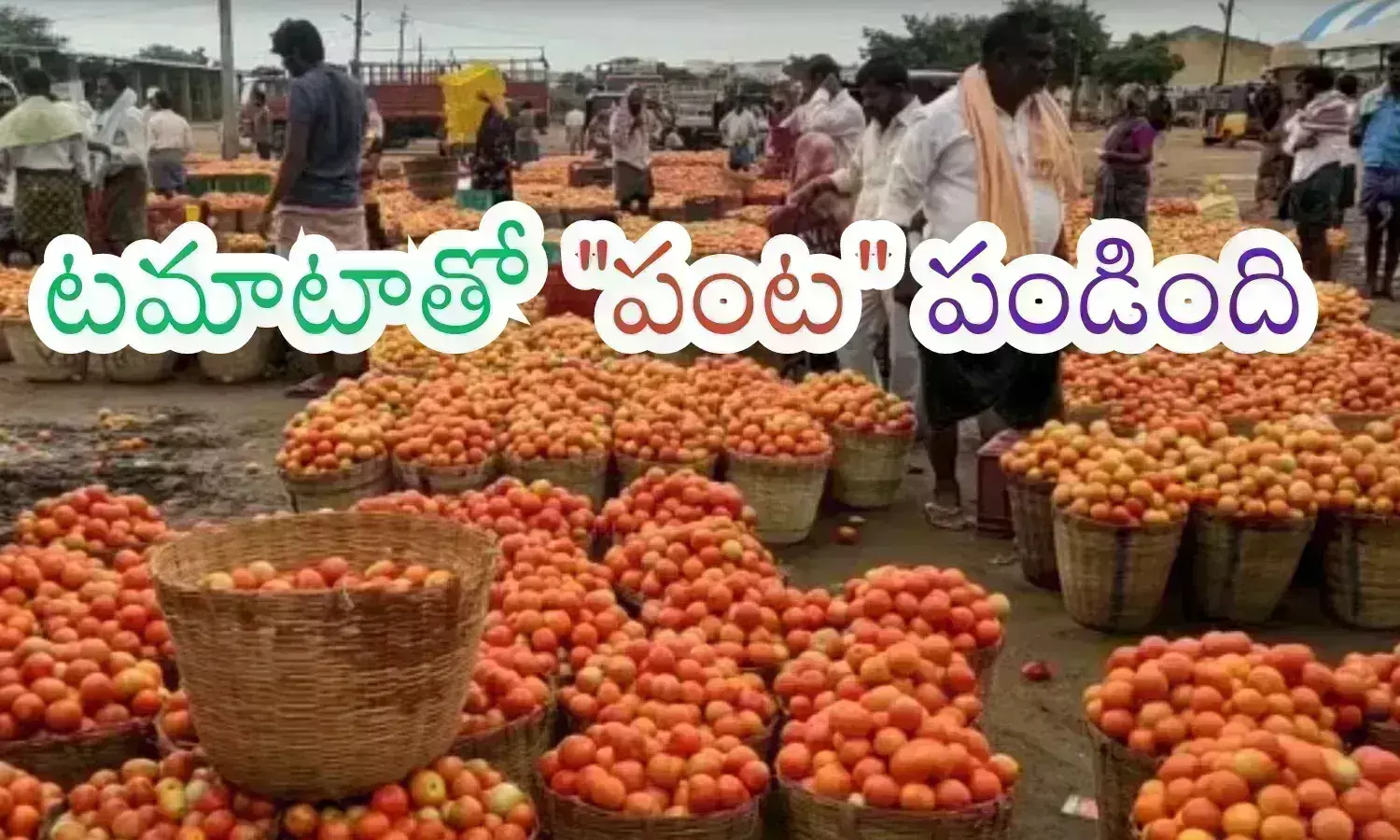 Tomato : లక్షాధికారులవుతున్న కర్నూలు, చిత్తూరు టమాటా రైతులు.. రాత్రికి రాత్రి జీవితం మారిపోయిందిగా