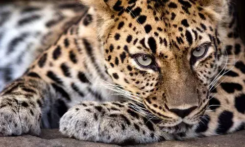 చిరుత దాడి.. ఒకరికి గాయాలు.. కలకలమేగా?