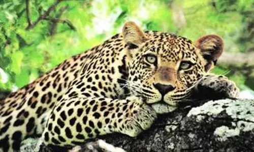 leopards, decreasing,  forest department, odisha, forest department officials opinion that number of leopards in country gradually decreasing, leapords in country