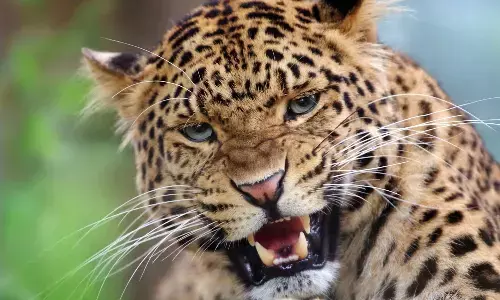 leopard, attack,young woman, kumuram bheem district
