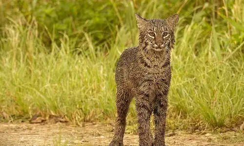 అది చిరుత కాదట.. అడివిపిల్లి అట
