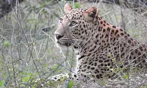 leopard,  roaming near tirupati sv university,  caught., tirupathi