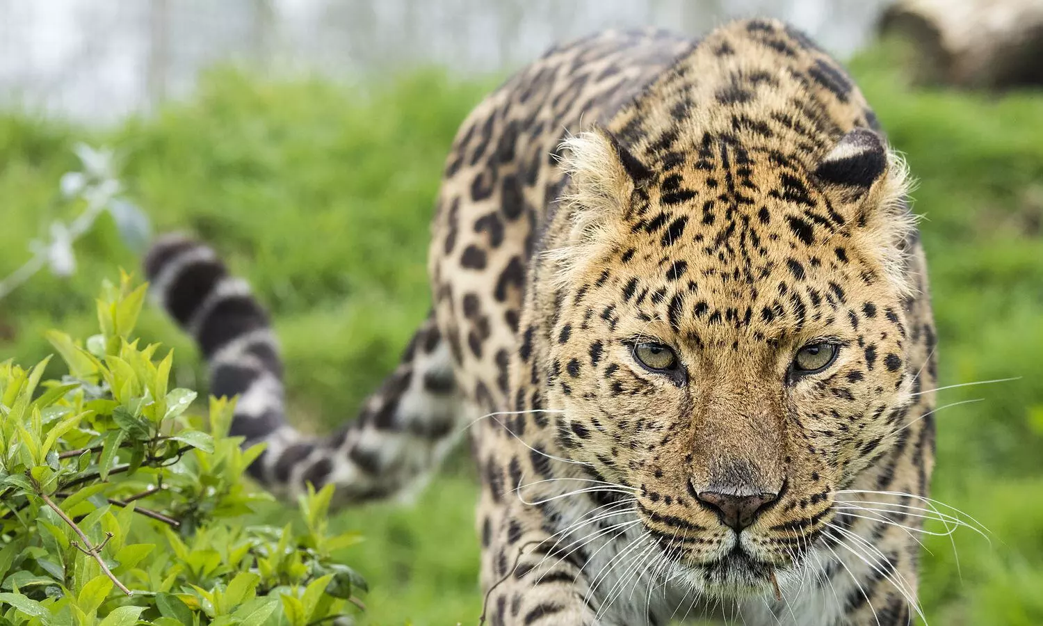 గిద్దలూరులో చిరుత కలకలం.. గుంతలో పడి