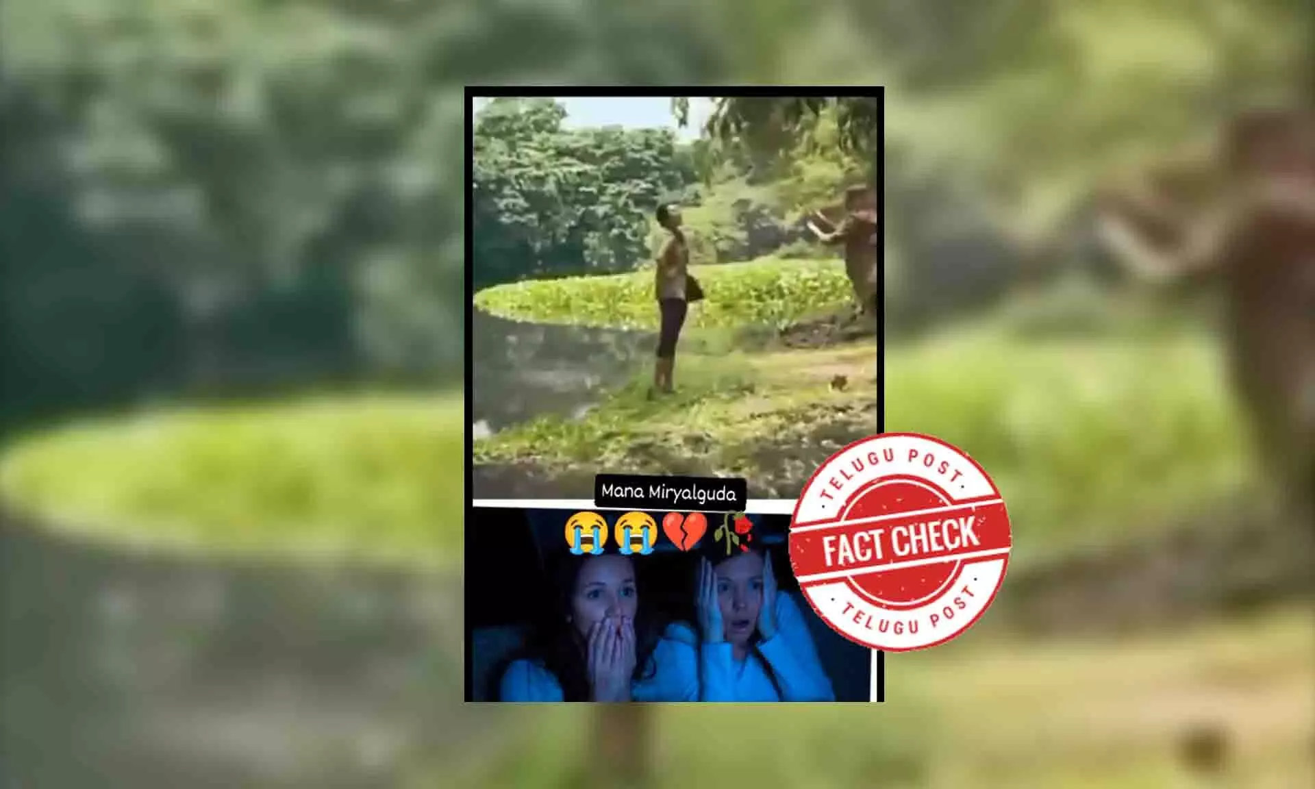 Fact Check: Viral video showing a woman attacked by crocodile is not real