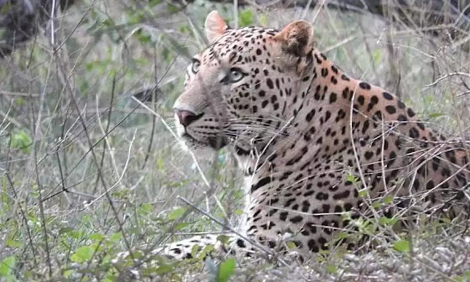 Leopard : చిరుతపులి మళ్లీ కనిపించింది.. మహానందిలో హై అలెర్ట్