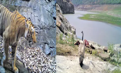 కృష్ణ పట్టి ప్రాంతంలో పెద్దపులి సంచారం.. రాబందు కూడా