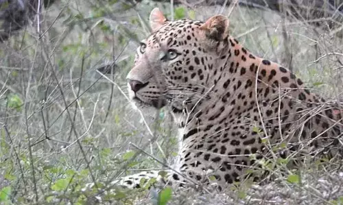 Leopard : చిరుతపులి మళ్లీ కనిపించింది.. మహానందిలో హై అలెర్ట్