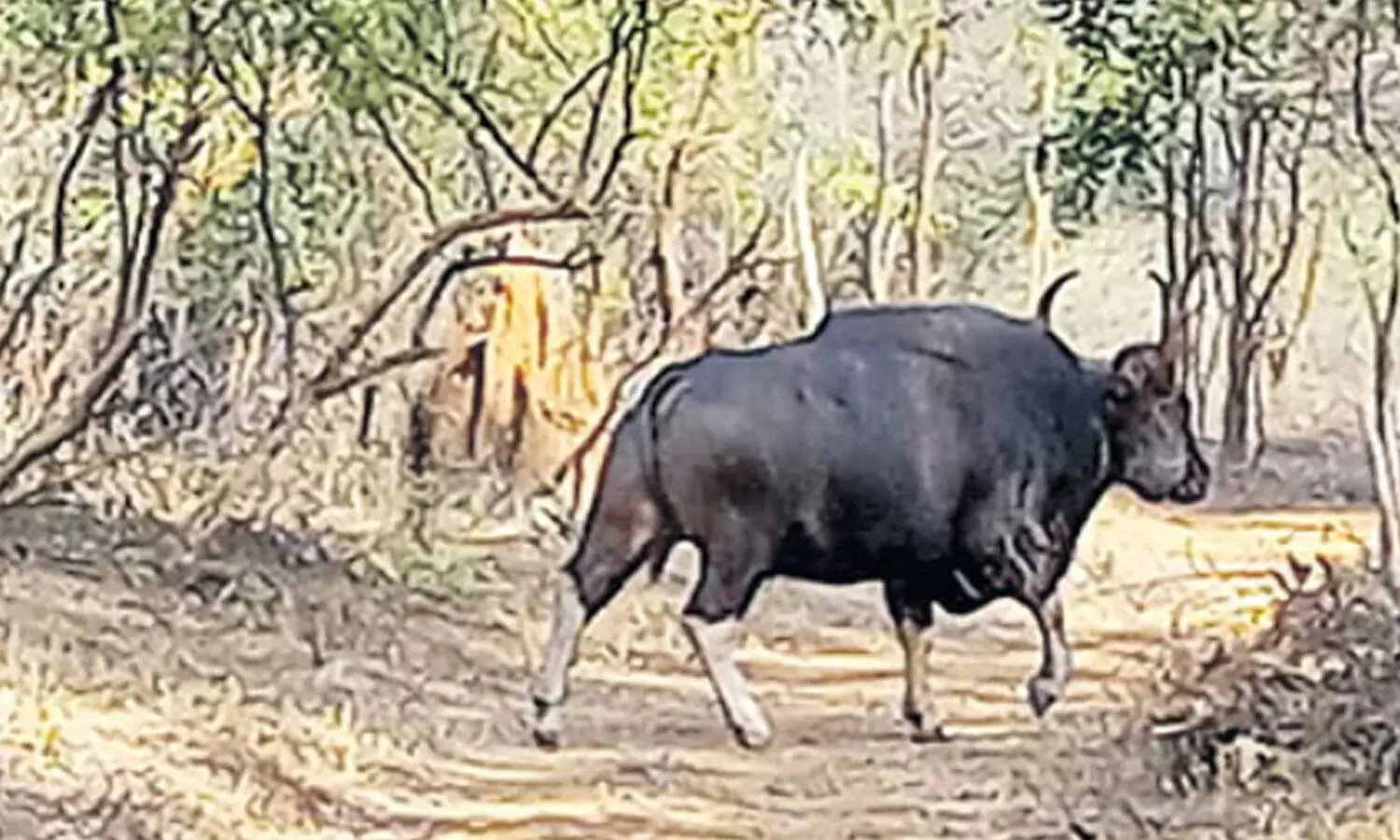 150 ఏళ్ల తర్వాత తొలిసారి కనిపించిన  అడవి దున్న