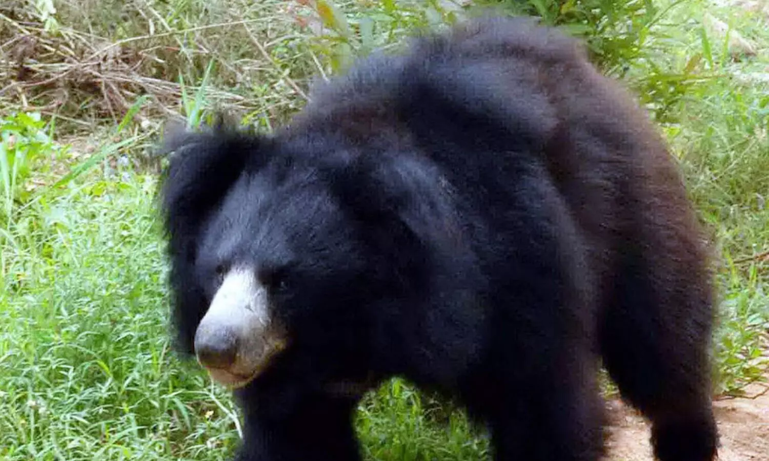 శ్రీకాకుళం జిల్లాలో ఎలుగుబంట్లు హల్ చల్