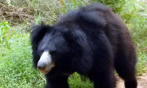 శ్రీకాకుళం జిల్లాలో ఎలుగుబంట్లు హల్ చల్