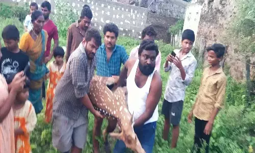 కీసర గ్రామంలో మచ్చల జింక