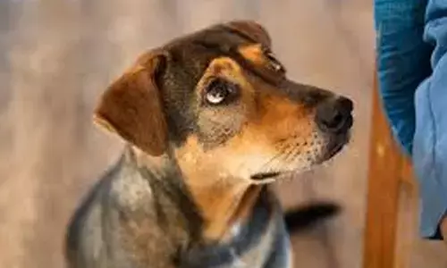 Hyderabad : వీధికుక్కల దాడిలో గాయపడిన బాలుడి మృతి