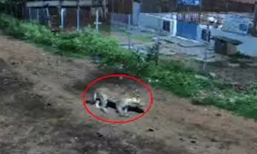 cheetah, movement, mahanandi, chandragiri mandal