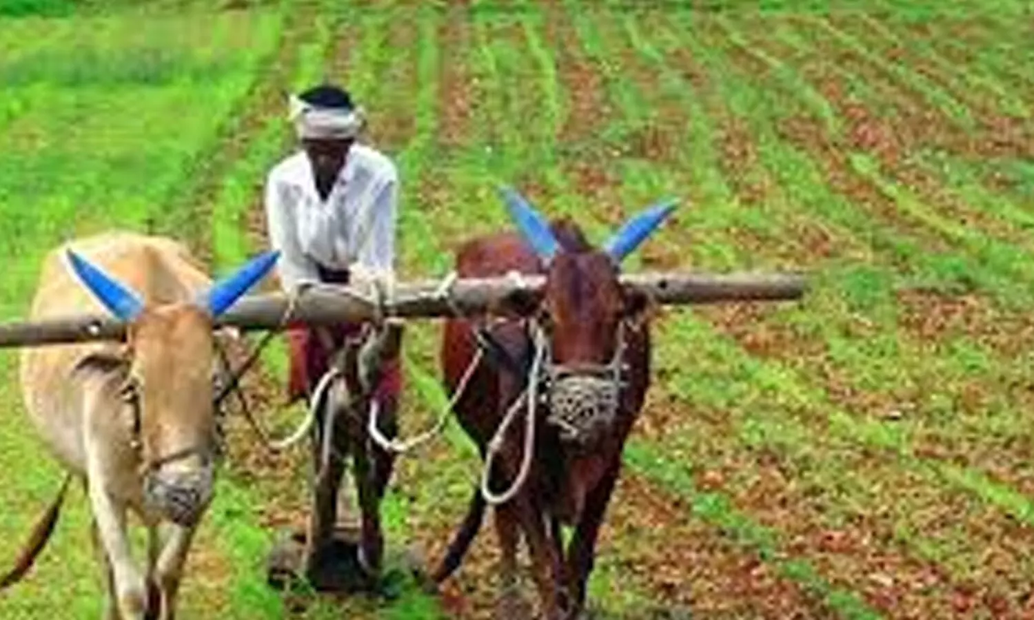 farmers, good news, fertilizers, andhra pradesh