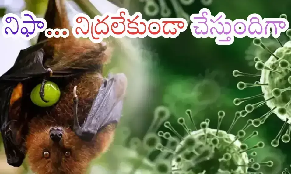 nipah virus, havoc, boy died,  kerala