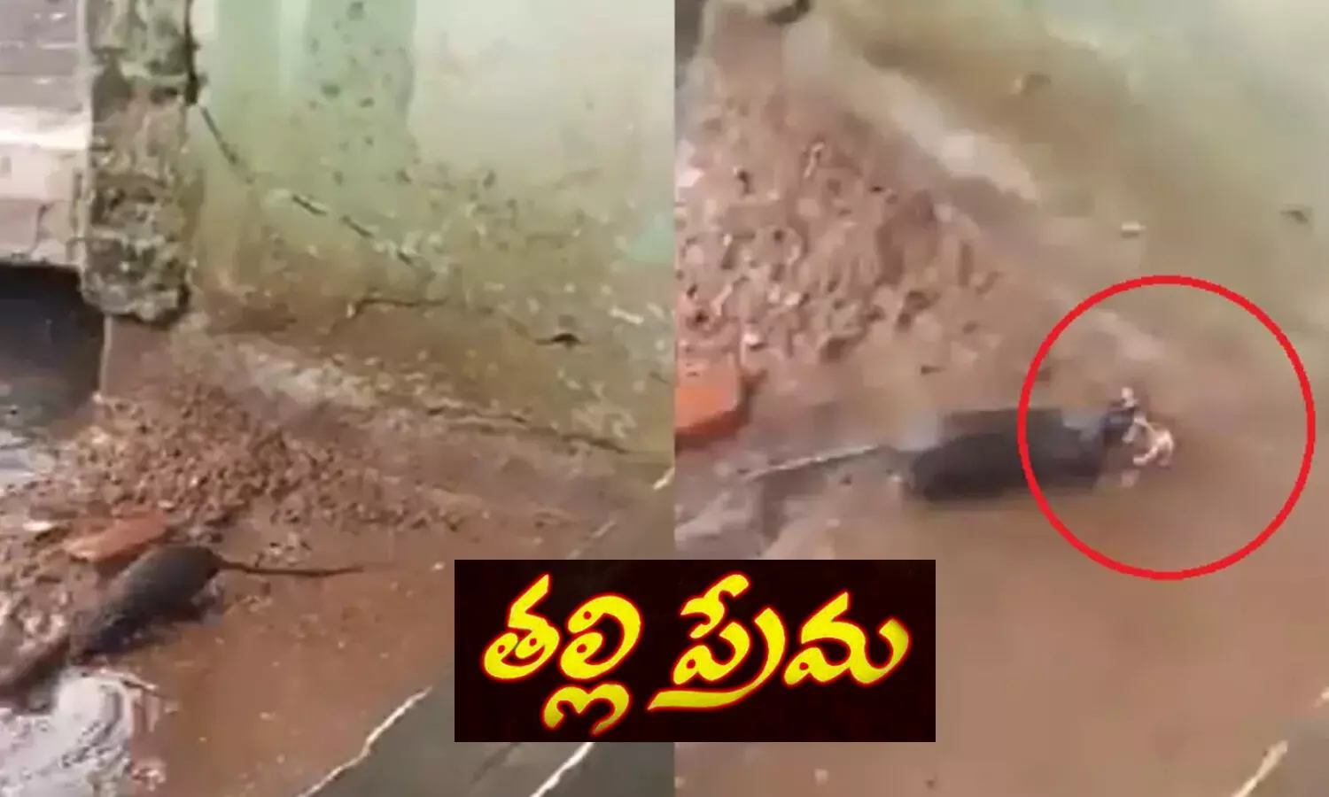 Mothers Love: తల్లి ప్రేమను చాటి చెప్పే ఎలుక సాహసం.. వీడియో వైరల్!!