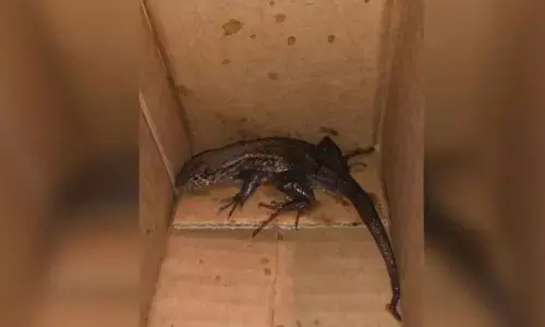 Online, AmazonOrder, OnlineOrderDetails, Lizard,