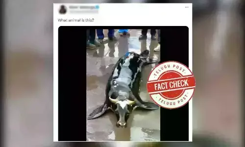 Sea Cow, Fake Video, AI, AI Video