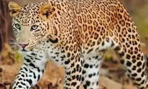 leopard,  attack, woman,  tamil nadu