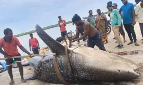 ఇంత పెద్ద చేప.. ఎప్పుడూ చూడలేదే...?