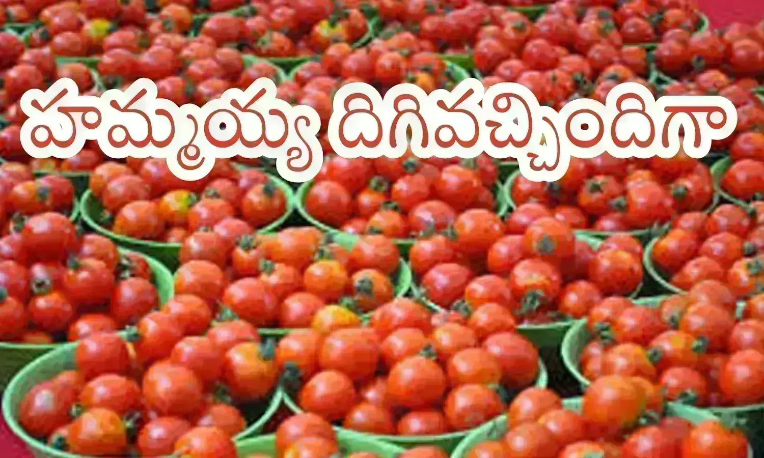 Tomato : గుడ్ న్యూస్.. టమాటా ధరలు దిగివచ్చాయిగా.. కిలో ధర ఎంతంటే?