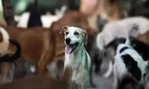 Stray Dogs : పది వీధి కుక్కల దాడి.. వృద్ధురాలి మృతి