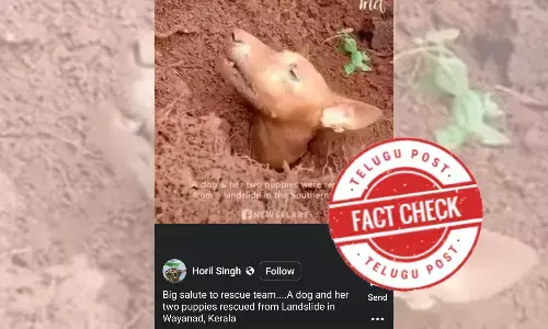 dog stuck, dog stuck in mud, Dog in landslide