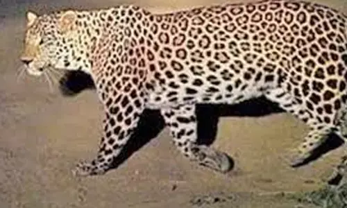 leopard, movement, people afraid, east godavari district