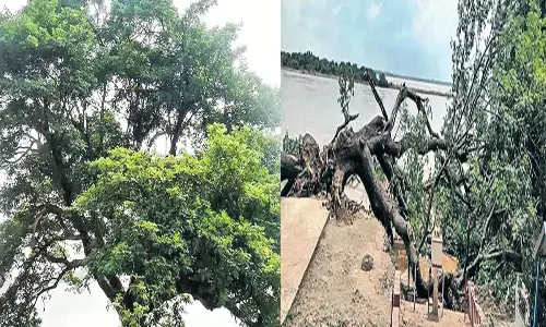 సినిమా చెట్టు ఇక లేదు.. కూలిపోయిన 150 ఏళ్ల నాటి వృక్షం