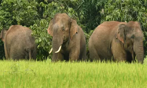 elephants, destroying, crop fields, vizianagaram district