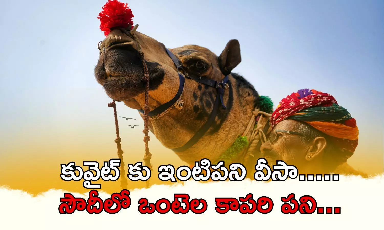 illegal visa to dubai work, human trafficking dubai, house keepers as cameleer kuwait, dubai