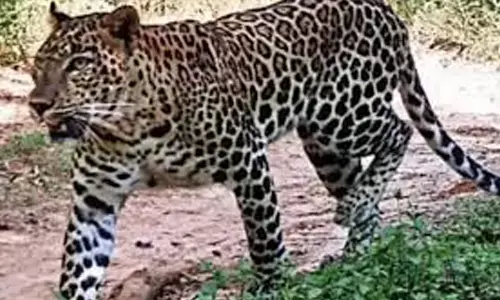 leopard in srisailam, srisailam, devotees afraid of leopards srisailam