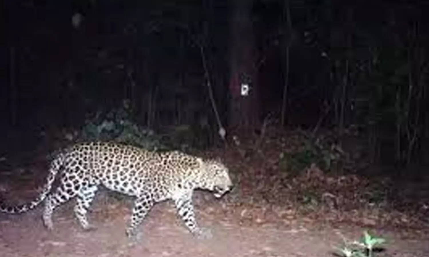 leopard, jammalamadugu, gandikota reservoir, kadapa district leopard, jammalamadugu, gandikota reservoir, kadapa district