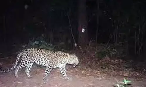 leopard, jammalamadugu,  gandikota reservoir, kadapa district