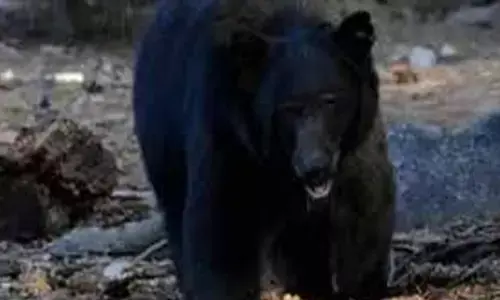 bear,  attacked, stir,  medak district