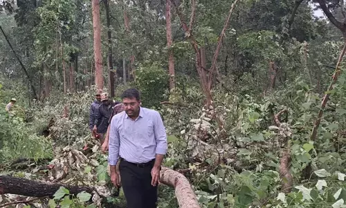 huge trees,  fell, wildlife sanctuary.  eturu nagaram