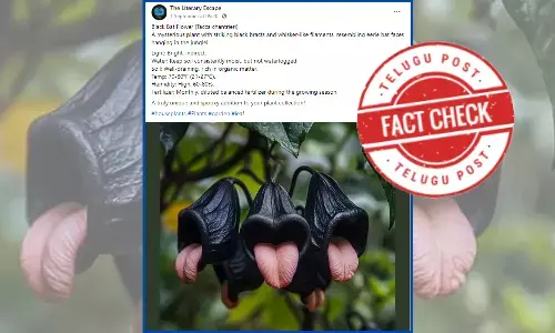 AI-generated image of Black Bat flowers, AI Generated images, Black Bat flowers facts,  Black Bat flowers