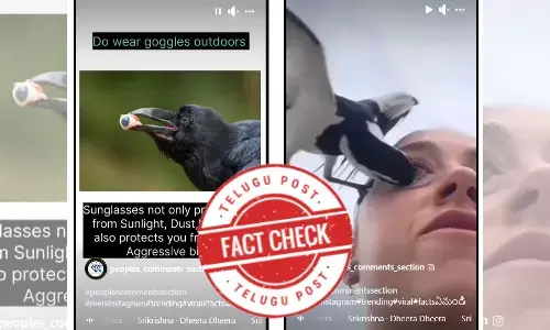 Woman attacked by a bird, womans eye pulled by a bird, Crow attacking and pulling out the eye of a person walking on the road, viral video Crow attacking and pulling eye of a person, facts on Crow attacking and pulling the eye