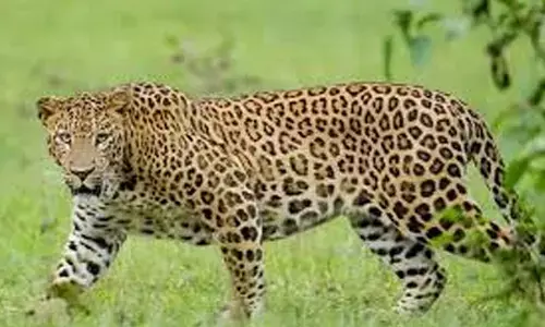 leopard, disturbs, people, kumuram bheem district