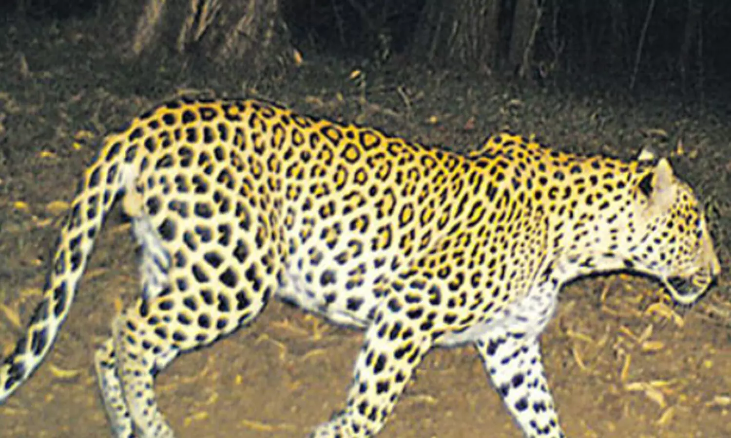 leopard,  roaming, devotees, tirumala