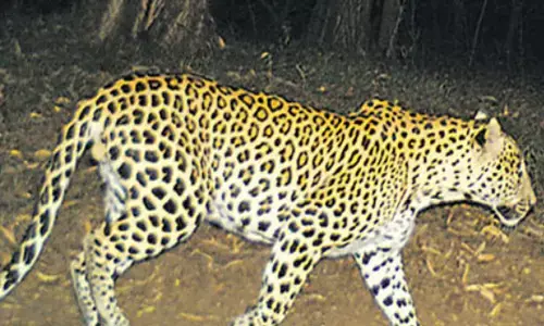 leopard,  roaming, devotees, tirumala