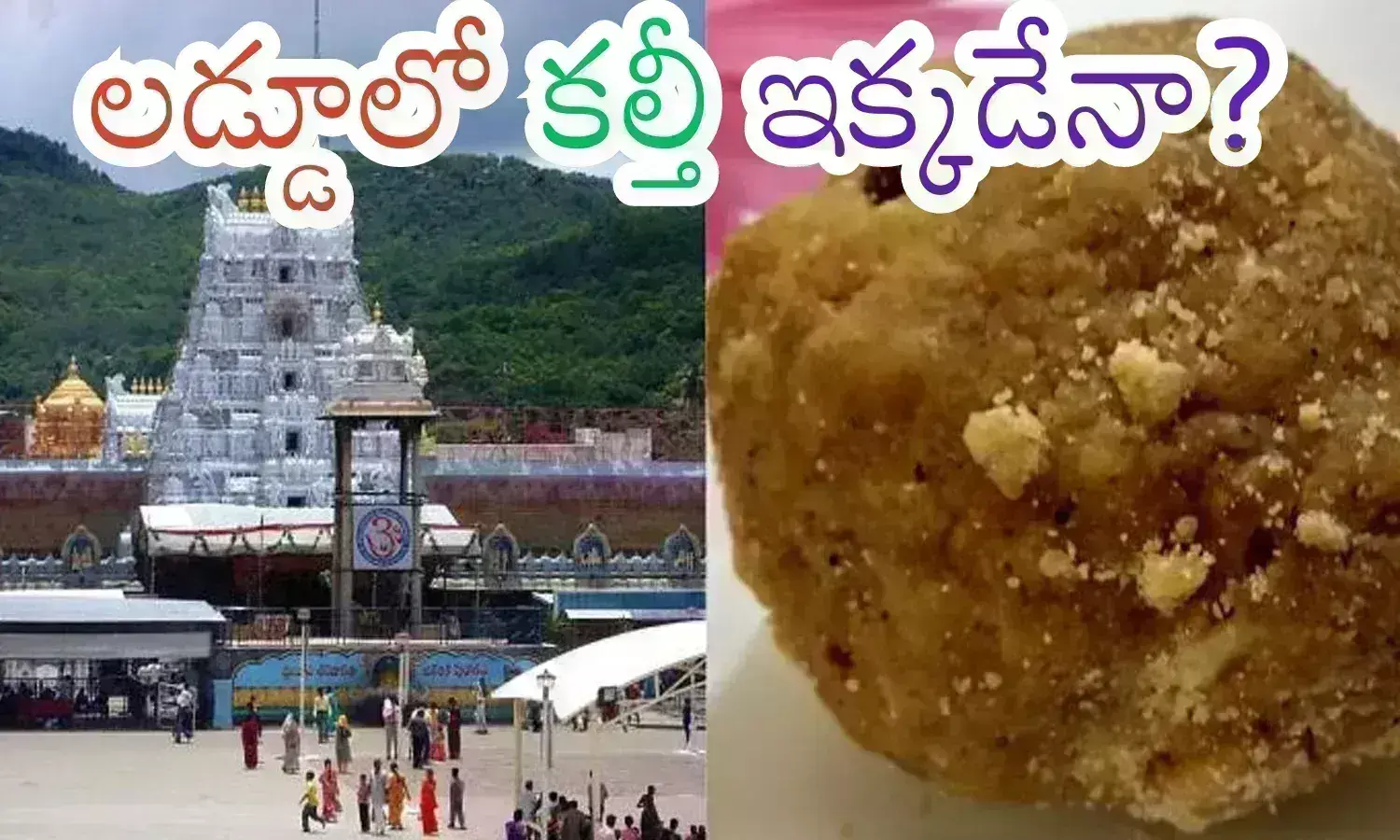 laddu adulteration,  tirumala laddu hearing held in supreme court, laddu adulteration in tirumala tirupati devasthanam, tirumala laddu issue latest news today