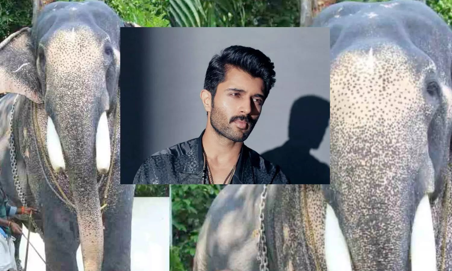 VD12, VijayDevarakonda, VijaydevarakondaMovie, vijay devarakonda movie shooting latest news today,  vijay devarakonda movie shooting elephant missing Elephants wreak havoc on sets in Kerala, latest movie news telugu