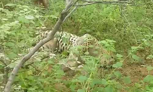 leopard, died,  nallama forest,  telangana