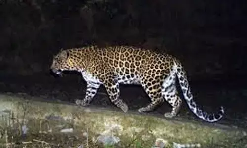 leopard, movement, created a stir,  adilabad district