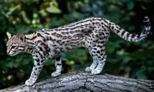 forest department,  leopard, wild cat, miyapur