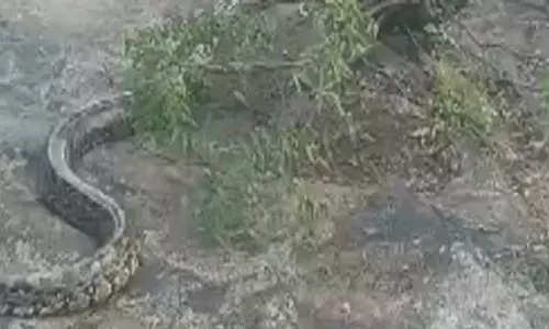 python,  usman sagar latest news,  safely,  hyderabad latest news today, python has created a commotion in usman sagar, usman sagar snake news, python in usmansagar, latest telugu news